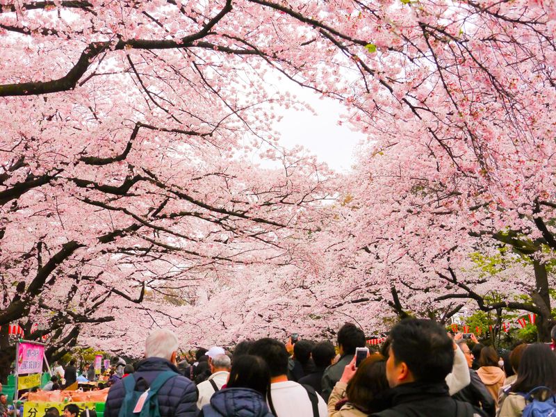 sakura